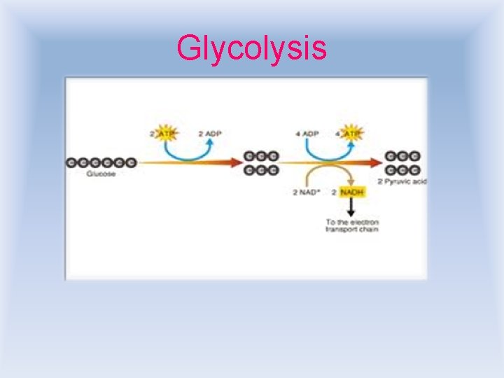 Glycolysis 