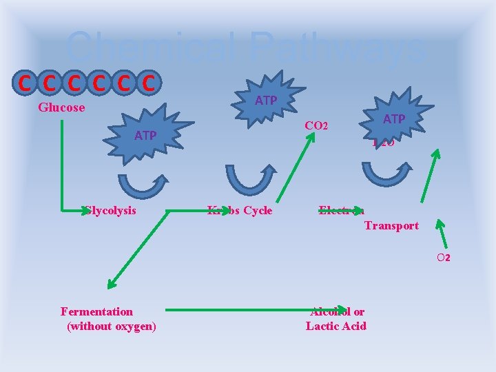 Chemical Pathways C C C Glucose ATP Glycolysis ATP CO 2 H 2 O