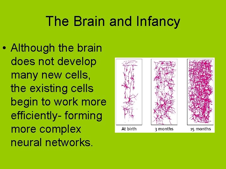 The Brain and Infancy • Although the brain does not develop many new cells,