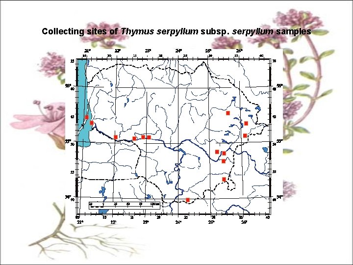 Collecting sites of Thymus serpyllum subsp. serpyllum samples 