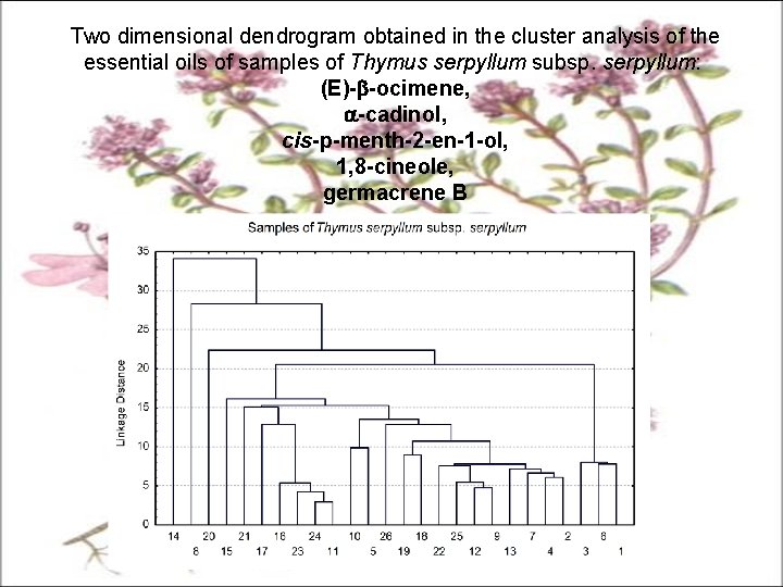 Two dimensional dendrogram obtained in the cluster analysis of the essential oils of samples