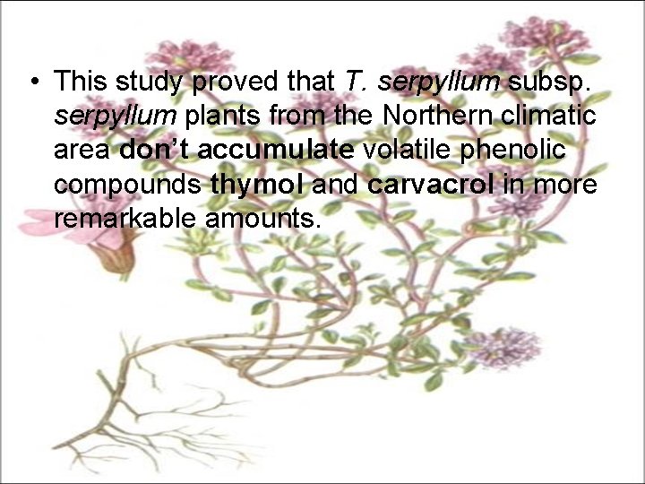  • This study proved that T. serpyllum subsp. serpyllum plants from the Northern