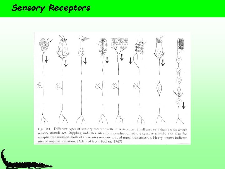 Sensory Receptors 