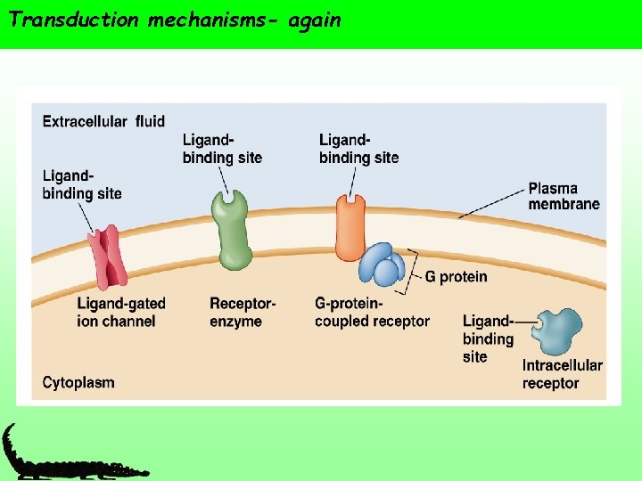 Transduction mechanisms- again 