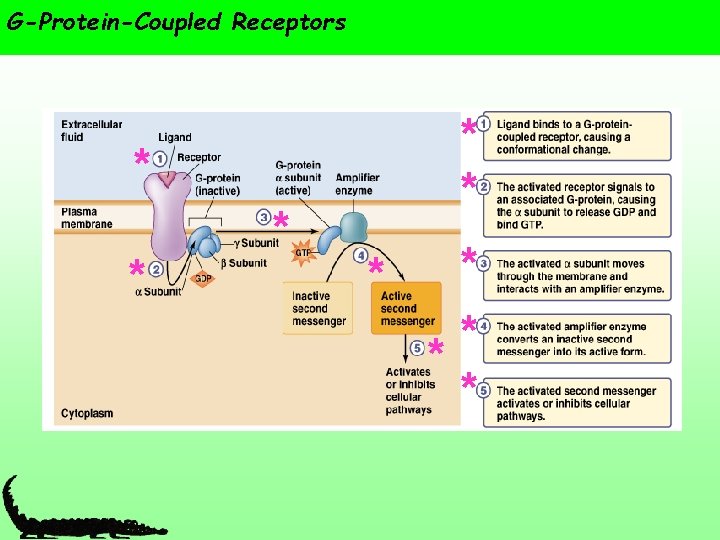 G-Protein-Coupled Receptors * * * * * 