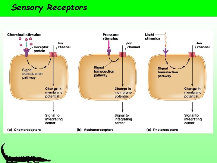 Sensory Receptors 