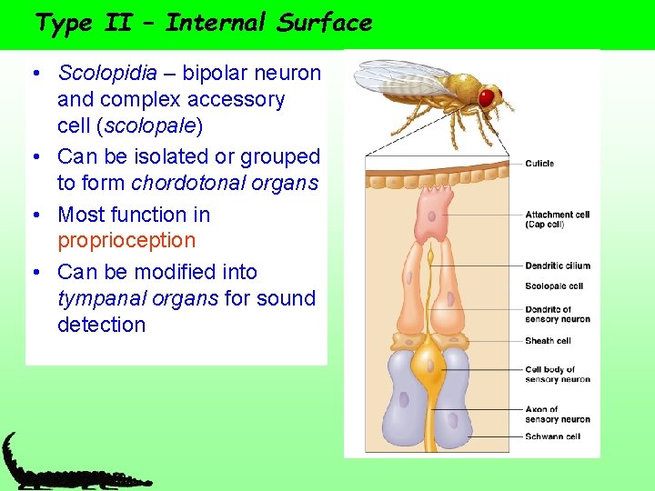 Type II – Internal Surface • Scolopidia – bipolar neuron and complex accessory cell