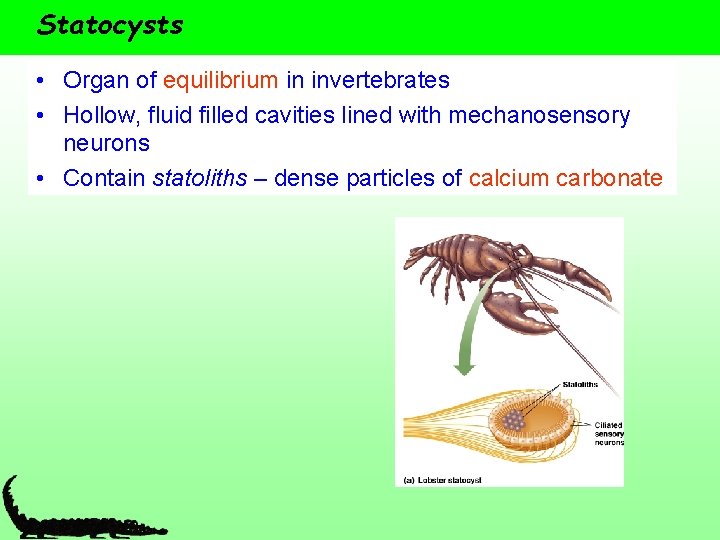 Statocysts • Organ of equilibrium in invertebrates • Hollow, fluid filled cavities lined with