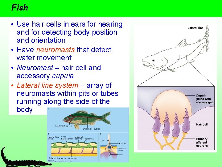 Fish • Use hair cells in ears for hearing and for detecting body position