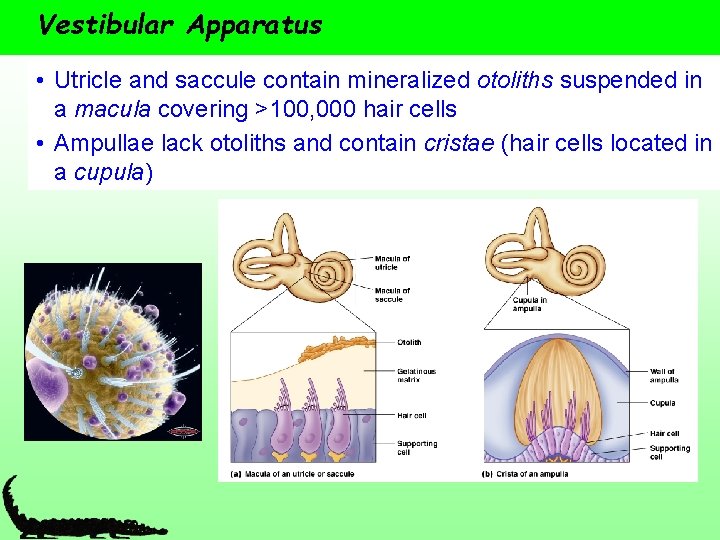 Vestibular Apparatus • Utricle and saccule contain mineralized otoliths suspended in a macula covering