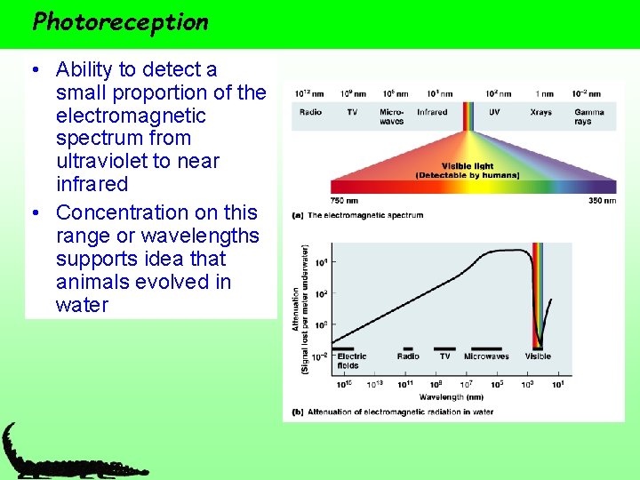 Photoreception • Ability to detect a small proportion of the electromagnetic spectrum from ultraviolet