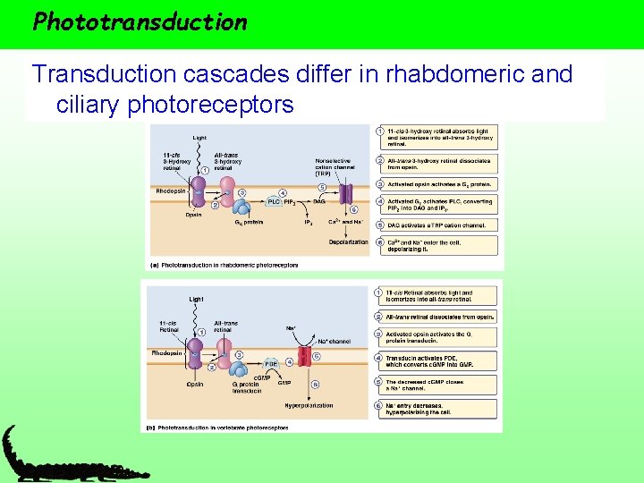 Phototransduction Transduction cascades differ in rhabdomeric and ciliary photoreceptors 