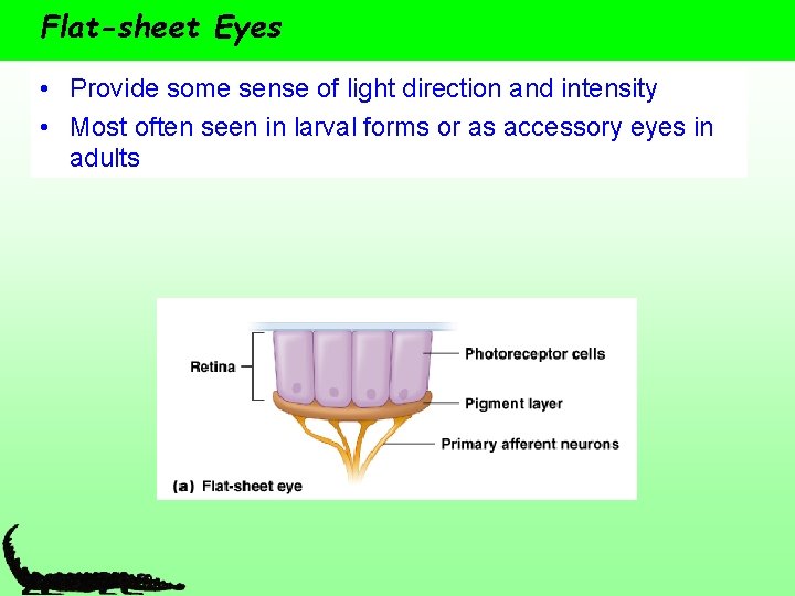 Flat-sheet Eyes • Provide some sense of light direction and intensity • Most often