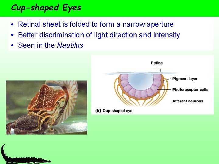 Cup-shaped Eyes • Retinal sheet is folded to form a narrow aperture • Better