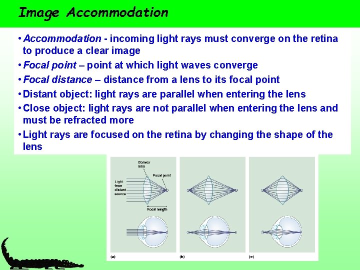 Image Accommodation • Accommodation - incoming light rays must converge on the retina to