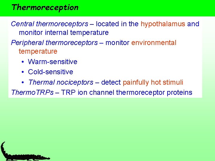 Thermoreception Central thermoreceptors – located in the hypothalamus and monitor internal temperature Peripheral thermoreceptors