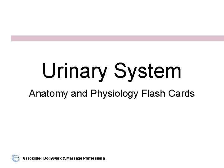 Urinary System Anatomy and Physiology Flash Cards Associated Bodywork & Massage Professional 