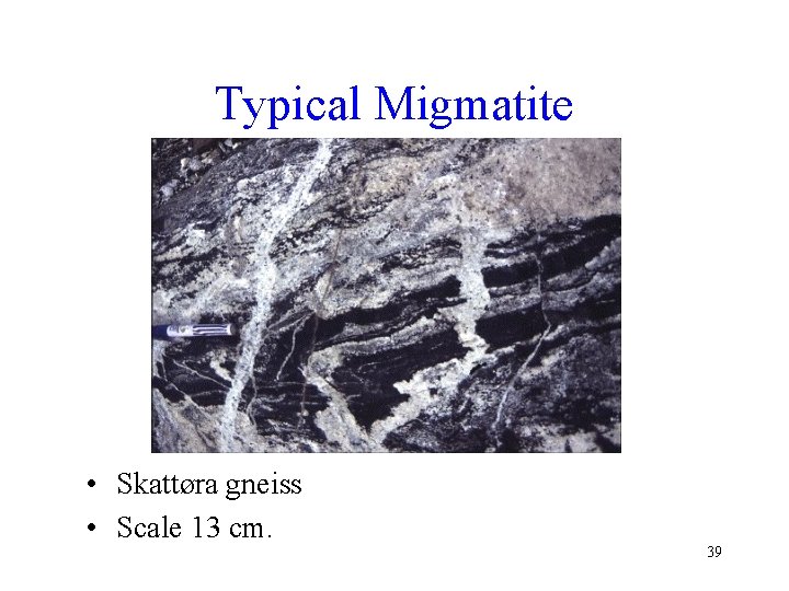 Typical Migmatite • Skattøra gneiss • Scale 13 cm. 39 