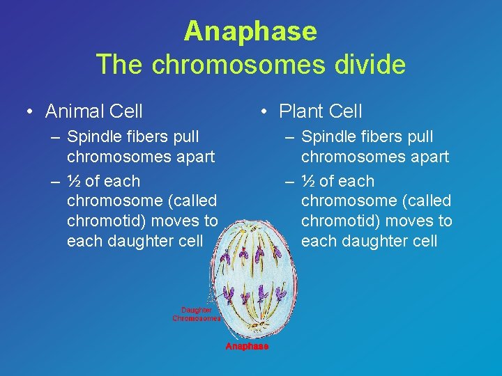 Anaphase The chromosomes divide • Animal Cell – Spindle fibers pull chromosomes apart –
