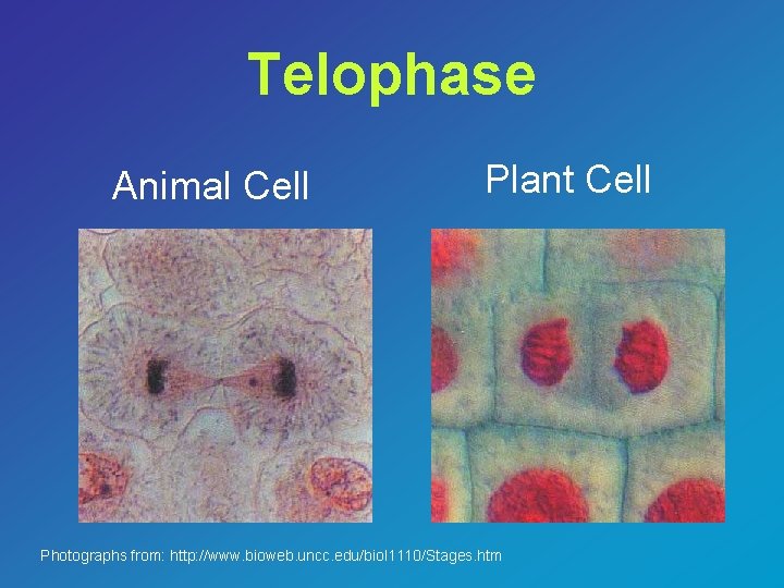 Telophase Animal Cell Plant Cell Photographs from: http: //www. bioweb. uncc. edu/biol 1110/Stages. htm