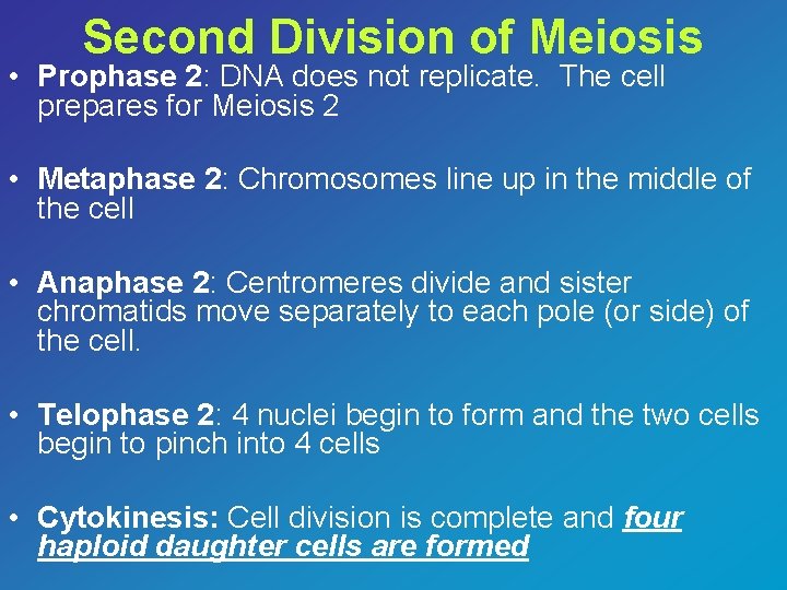 Second Division of Meiosis • Prophase 2: DNA does not replicate. The cell prepares