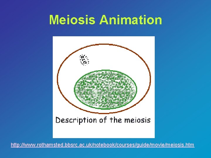 Meiosis Animation http: //www. rothamsted. bbsrc. ac. uk/notebook/courses/guide/movie/meiosis. htm 