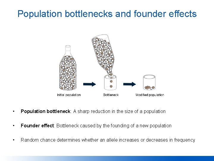 Population bottlenecks and founder effects • Population bottleneck: A sharp reduction in the size
