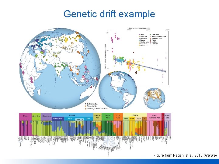 Genetic drift example Figure from Pagani et al. 2016 (Nature) 