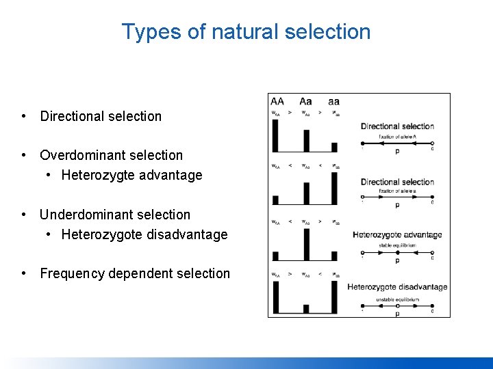 Types of natural selection • Directional selection • Overdominant selection • Heterozygte advantage •