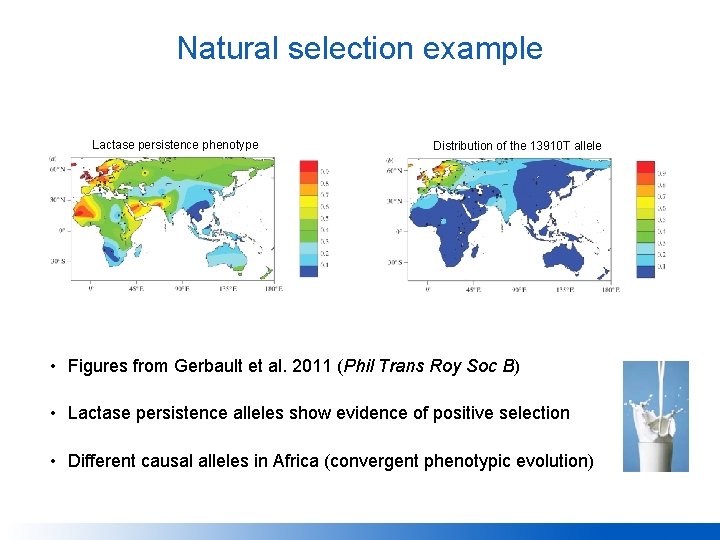 Natural selection example Lactase persistence phenotype Distribution of the 13910 T allele • Figures