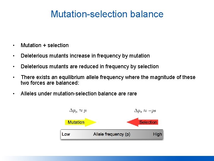 Mutation-selection balance • Mutation + selection • Deleterious mutants increase in frequency by mutation