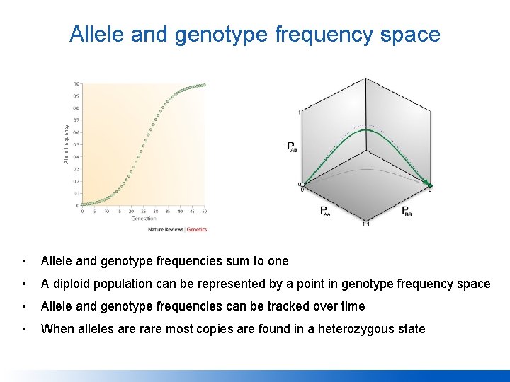 Allele frequency Allele and genotype frequency space • Allele and genotype frequencies sum to