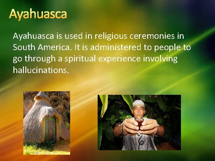 Ayahuasca is used in religious ceremonies in South America. It is administered to people