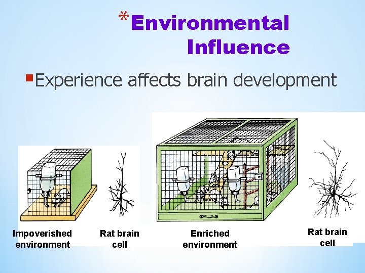 Environment Brain Development The Endocrine System the bodys slow chemical communication