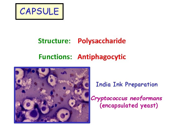 CAPSULE Structure: Polysaccharide Functions: Antiphagocytic India Ink Preparation Cryptococcus neoformans (encapsulated yeast) 