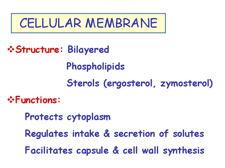 CELLULAR MEMBRANE v. Structure: Bilayered Phospholipids Sterols (ergosterol, zymosterol) v. Functions: Protects cytoplasm Regulates