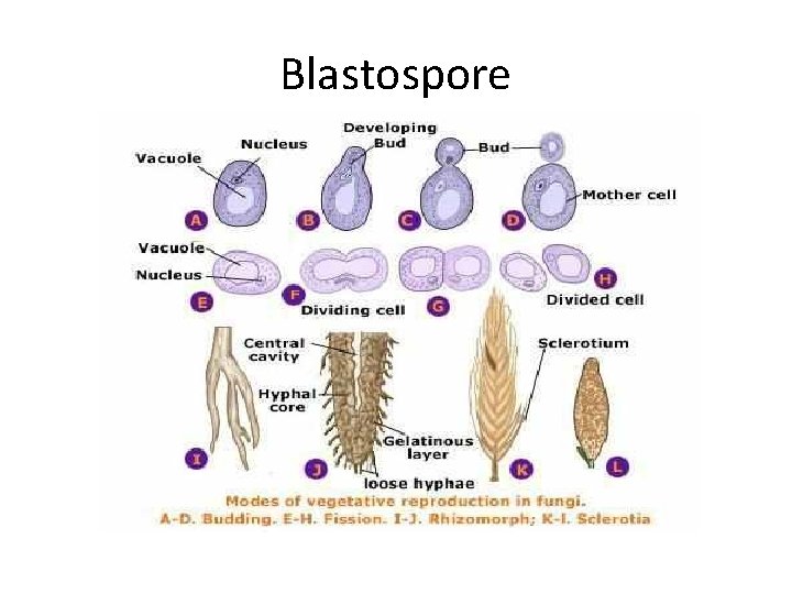 Blastospore 