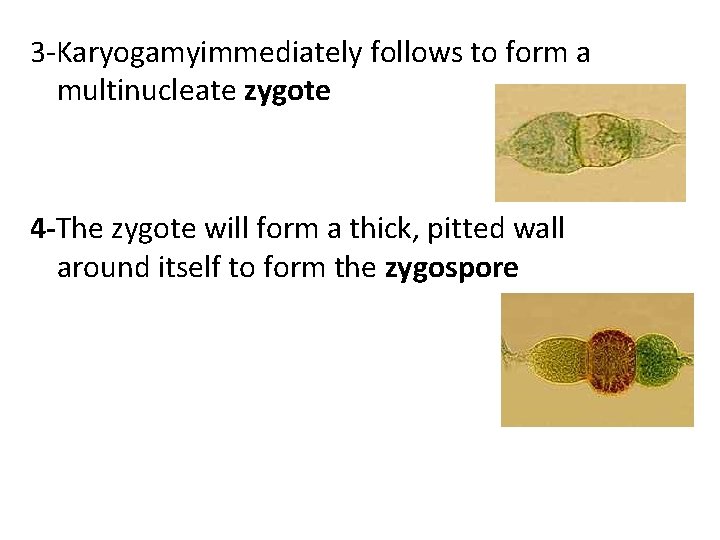 3 -Karyogamyimmediately follows to form a multinucleate zygote 4 -The zygote will form a