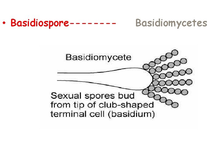  • Basidiospore---- Basidiomycetes 