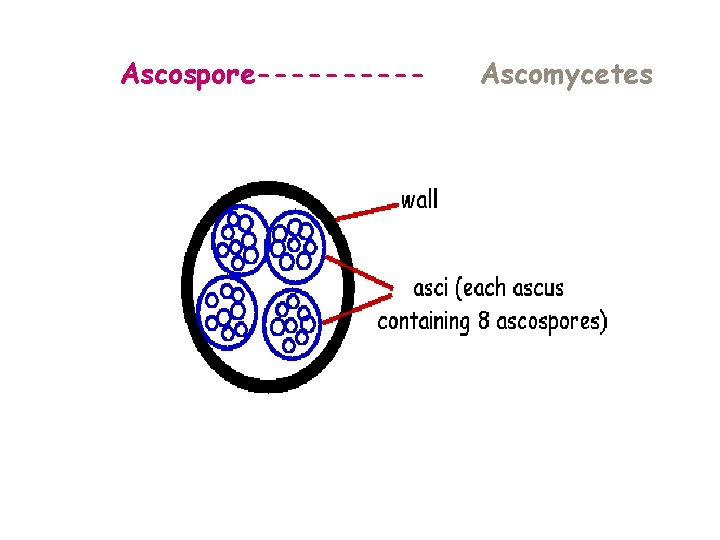 Ascospore----- Ascomycetes 