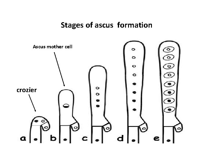 Stages of ascus formation Ascus mother cell crozier 