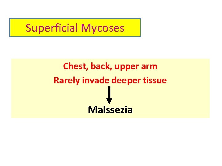 Superficial Mycoses Chest, back, upper arm Rarely invade deeper tissue Malssezia 