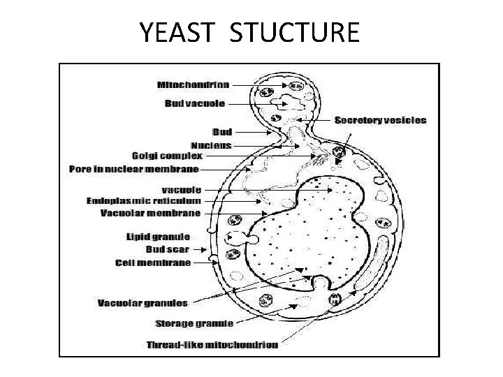 YEAST STUCTURE 