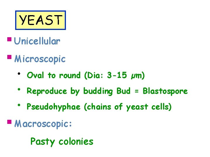 YEAST § Unicellular § Microscopic • • • Oval to round (Dia: 3 -15