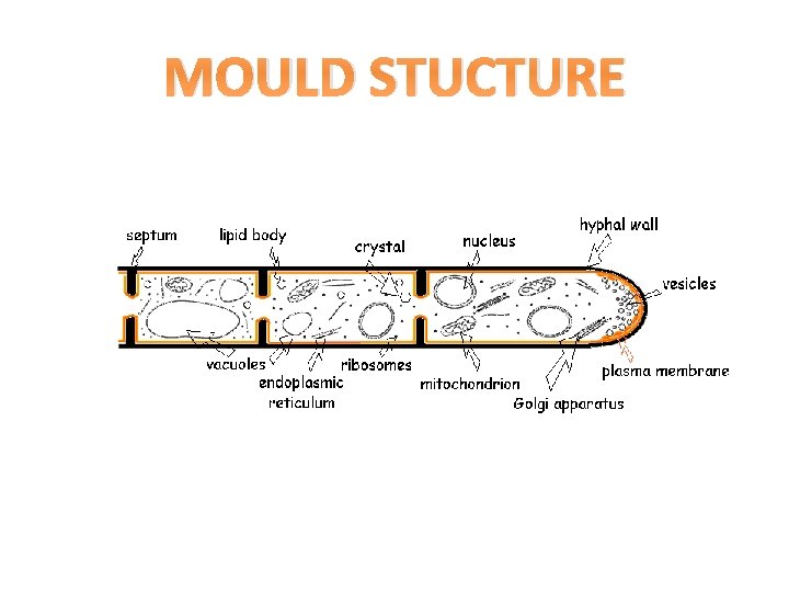 MOULD STUCTURE 