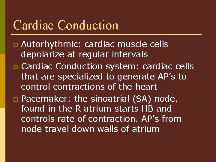 Cardiac Conduction Autorhythmic: cardiac muscle cells depolarize at regular intervals p Cardiac Conduction system: