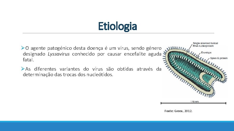 Etiologia ØO agente patogénico desta doença é um vírus, sendo género designado Lyssavirus conhecido