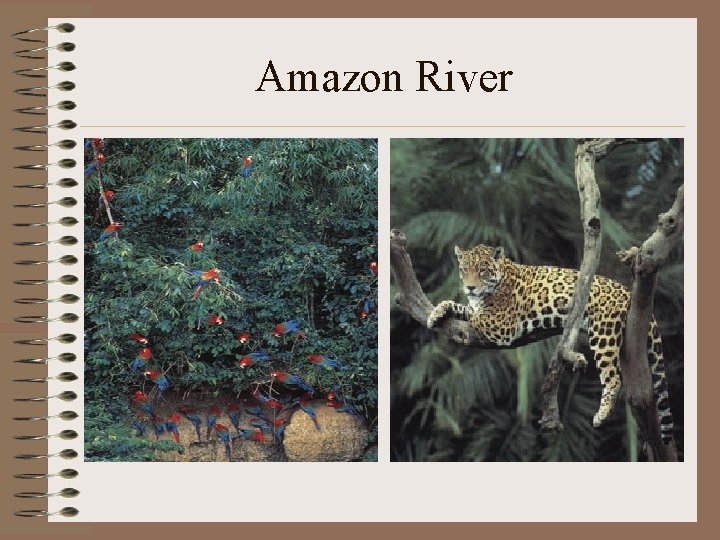Amazon River 