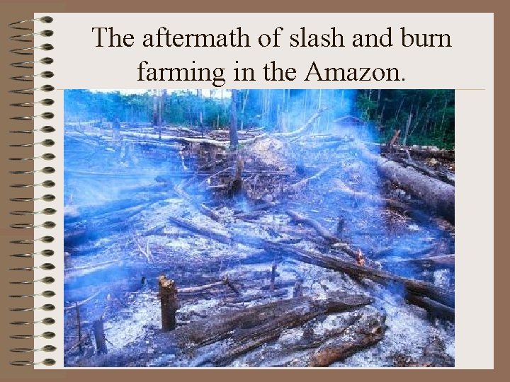 The aftermath of slash and burn farming in the Amazon. 