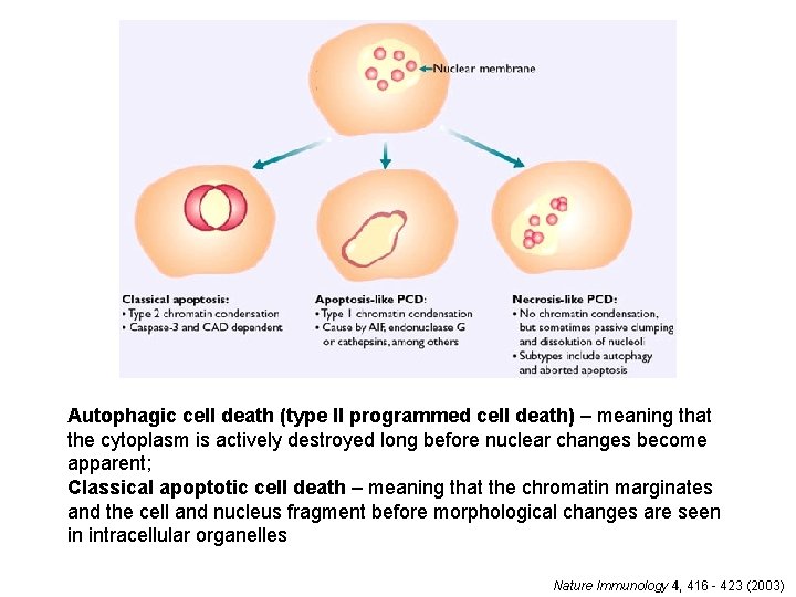 Autophagic cell death (type II programmed cell death) – meaning that the cytoplasm is